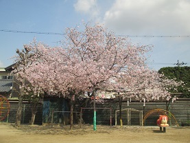 桜の木の画像2