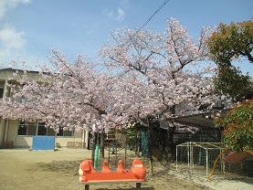 桜の木の画像3