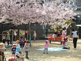 桜の木の画像4