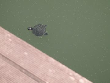 ​親水公園の画像4