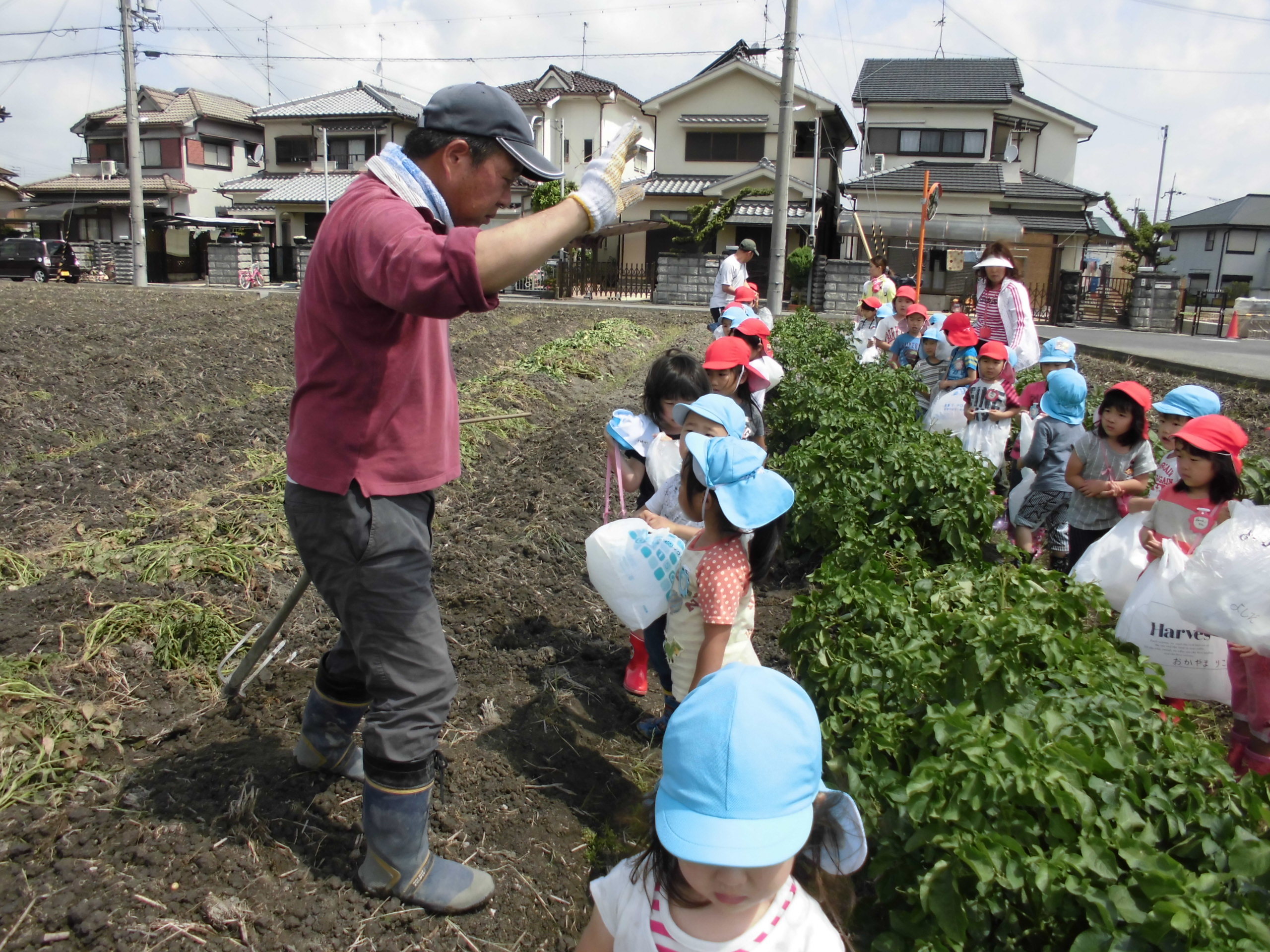じゃがいも掘りに行き、そのじゃがいもを使ってカレーパーティーをしましたの画像2