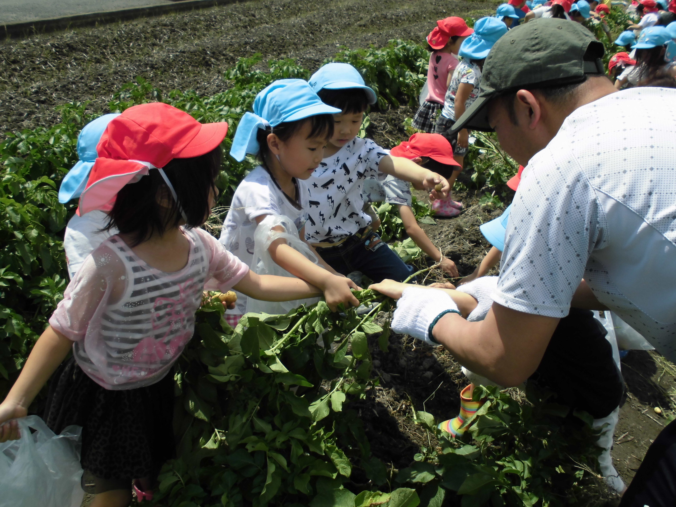 じゃがいも掘りに行き、そのじゃがいもを使ってカレーパーティーをしましたの画像3