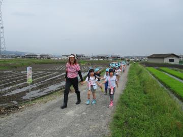 じゃがいも掘り　5才児　6月8日（金曜日）みつわ保育所の画像1