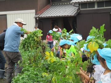 じゃがいも掘り　5才児　6月8日（金曜日）みつわ保育所の画像2