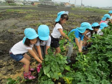 じゃがいも掘り　5才児　6月8日（金曜日）みつわ保育所の画像3