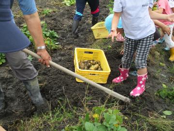 じゃがいも掘り　5才児　6月8日（金曜日）みつわ保育所の画像5