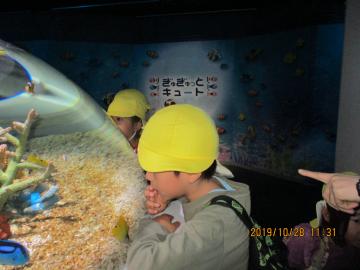 幼児クラス　遠足　「海遊館」に行ったよの画像1