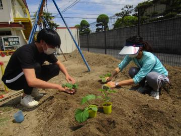 夏野菜を植えましたの画像6