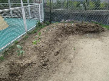 夏野菜を植えましたの画像8