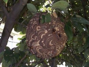スズメ蜂の巣の写真