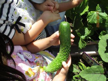 6月の子どもたちの様子の画像1