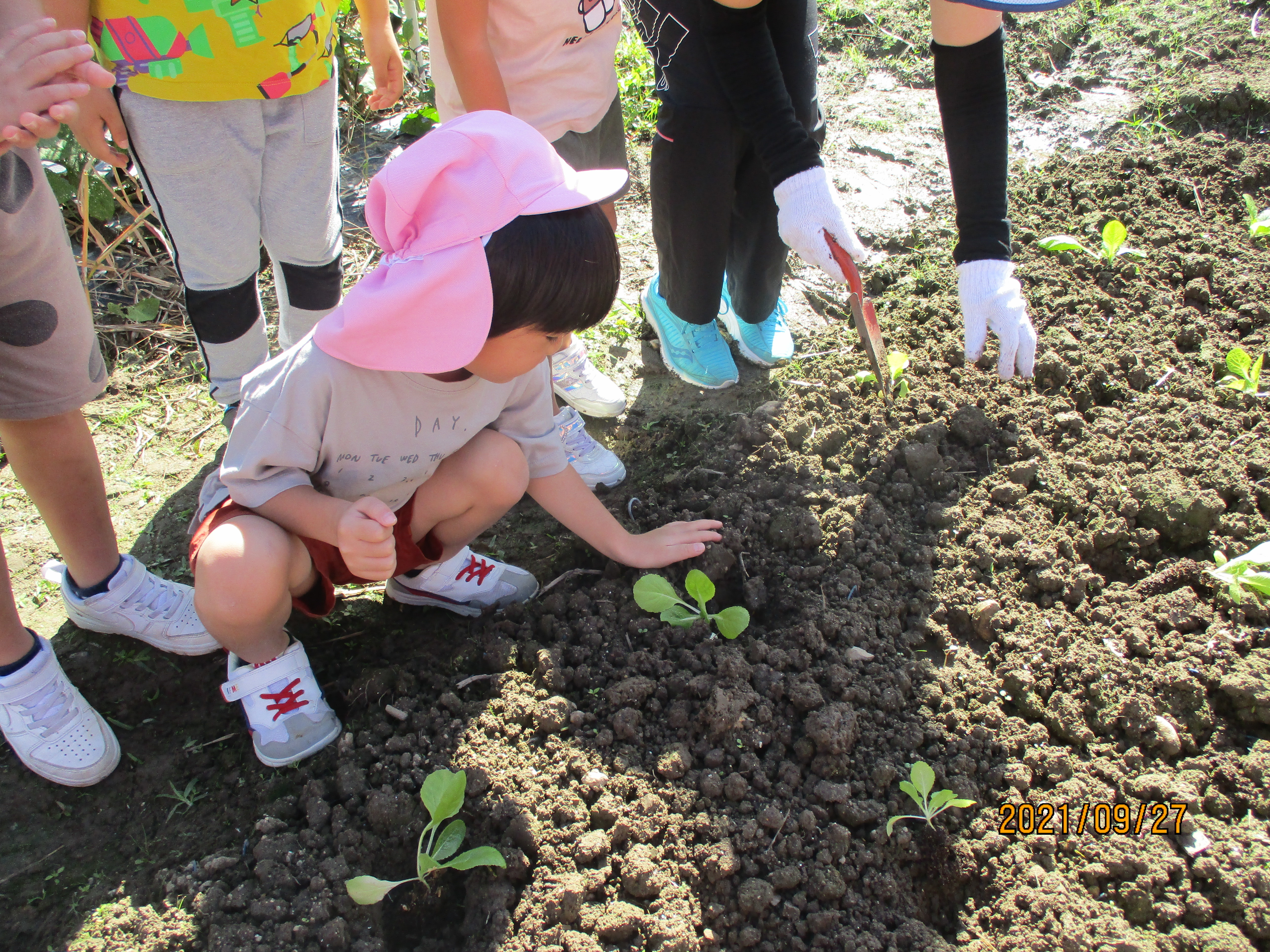 冬野菜を植えました!の画像3