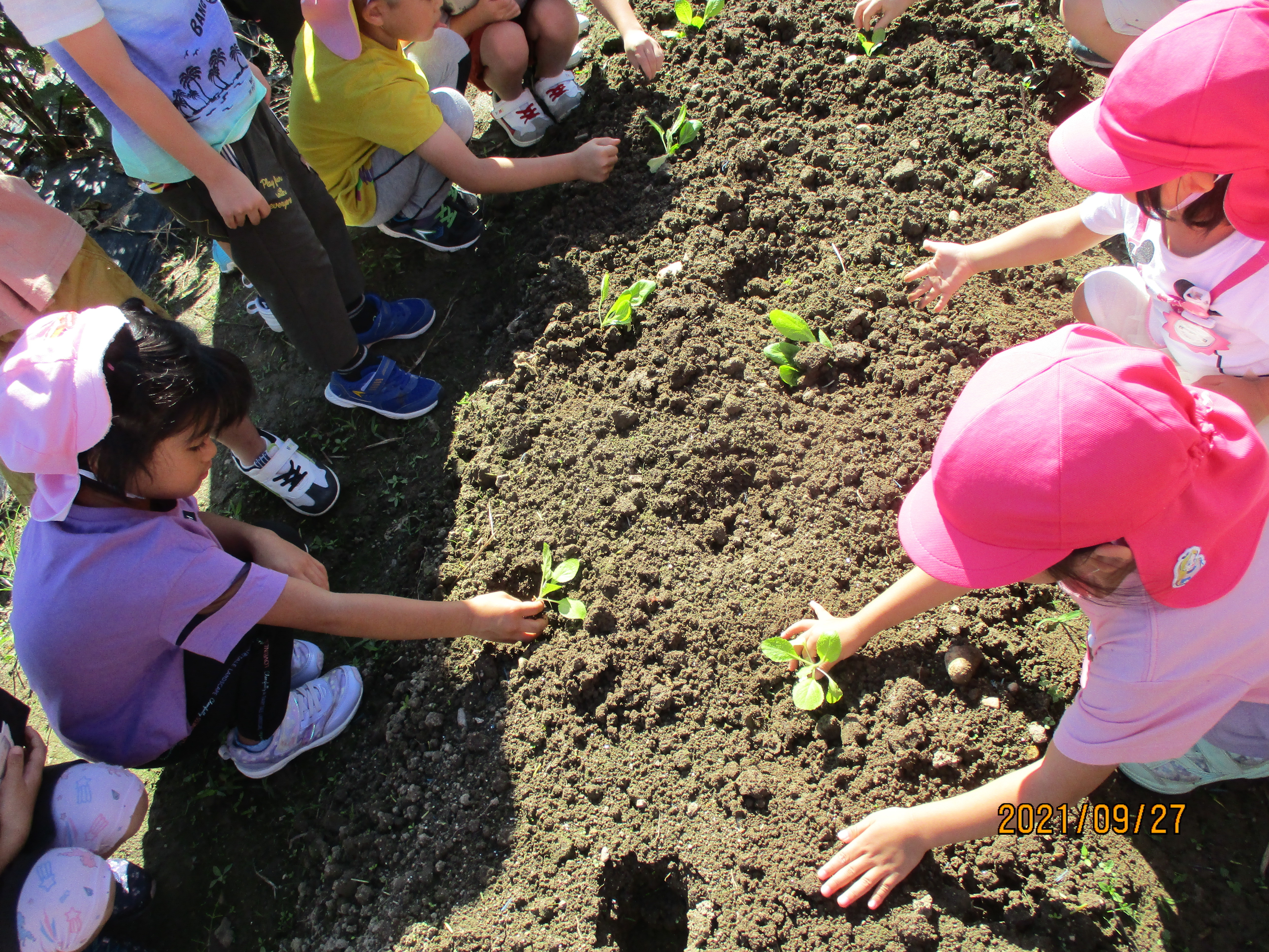 冬野菜を植えました!の画像4