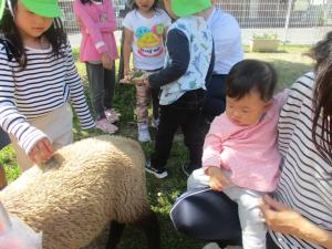 0歳児　初めての羊を見ている