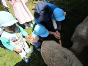 2歳児　羊にニンジンをあげている