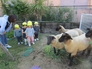 ２歳児　羊ふれあい