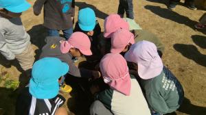 いもほりをする4、5歳児