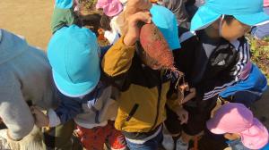 いもほりをしている4歳児