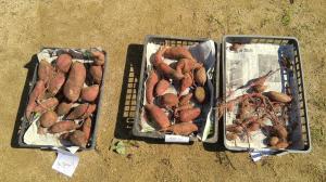 収穫したさつまいも