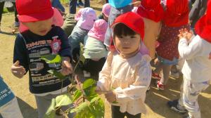 さつまいも堀り　2歳児